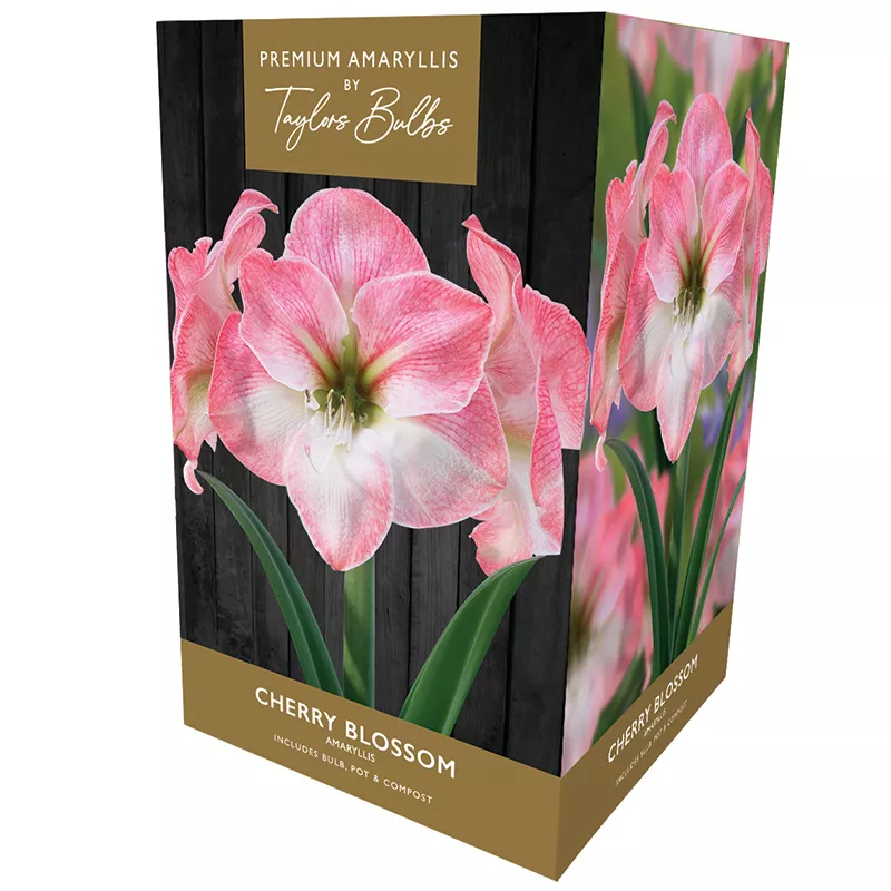 5015882025763 1 Taylors Premium Amaryllis Cherry Blossom Bulb Gift Set.webp